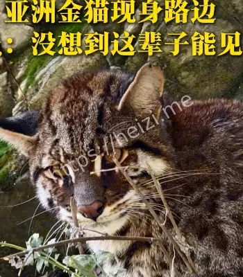 国家公园现金猫