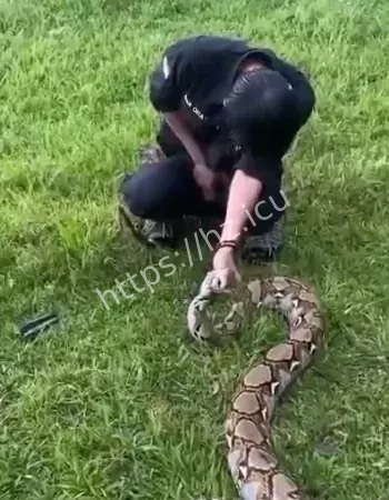现实版许仙遇险