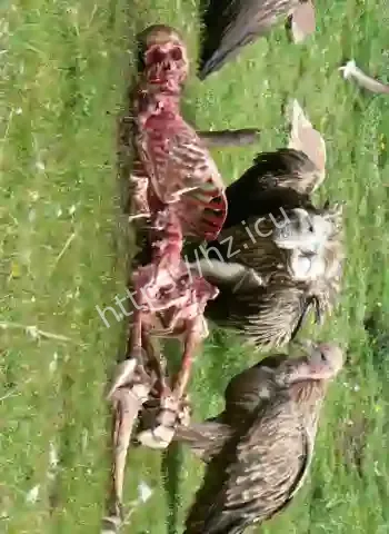 西藏天葬